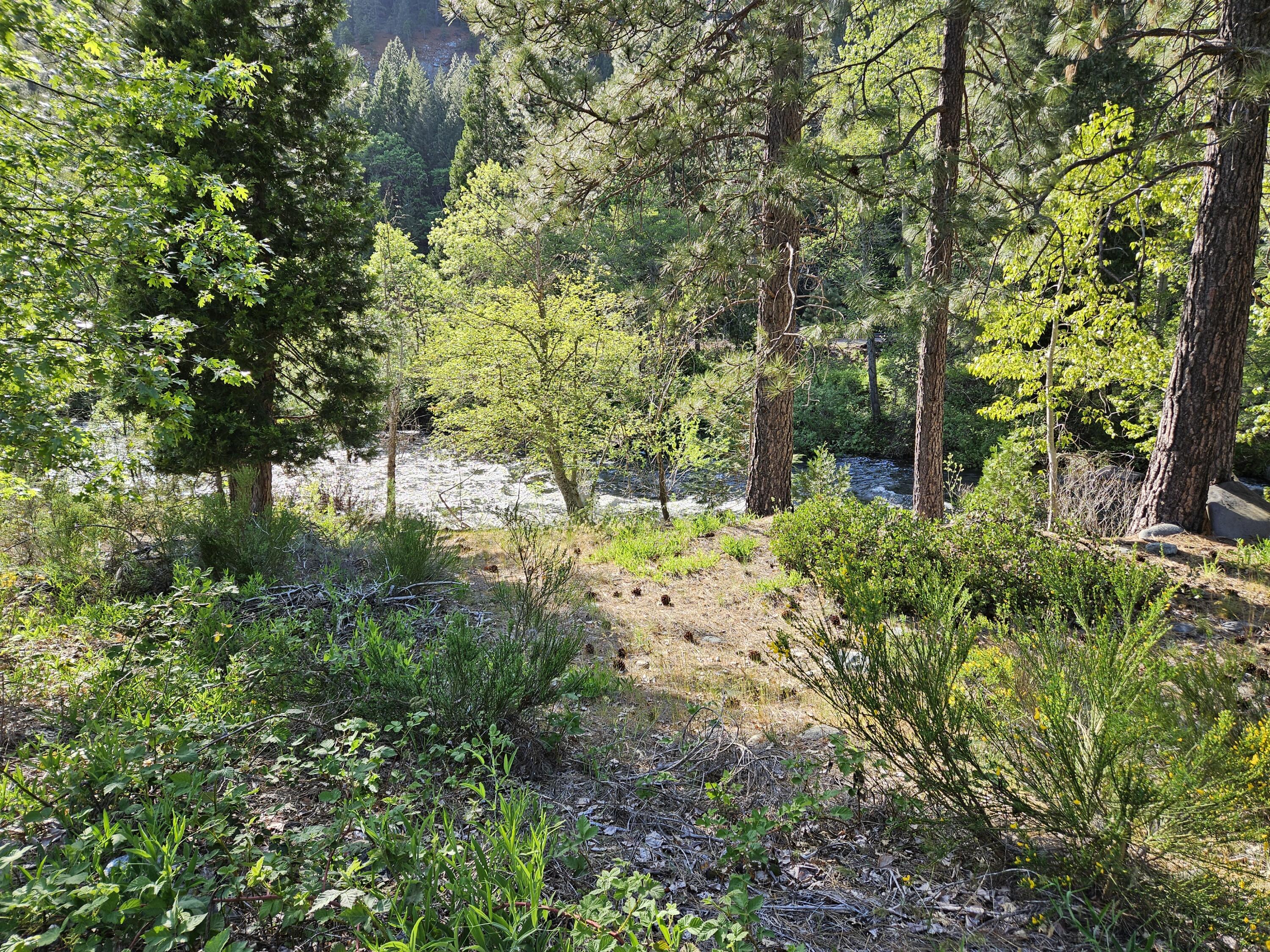 South 1st Street Dunsmuir, CA 96025 - Photo 6 of 18 a view of yard with green space