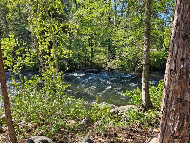 a view of a garden with plants