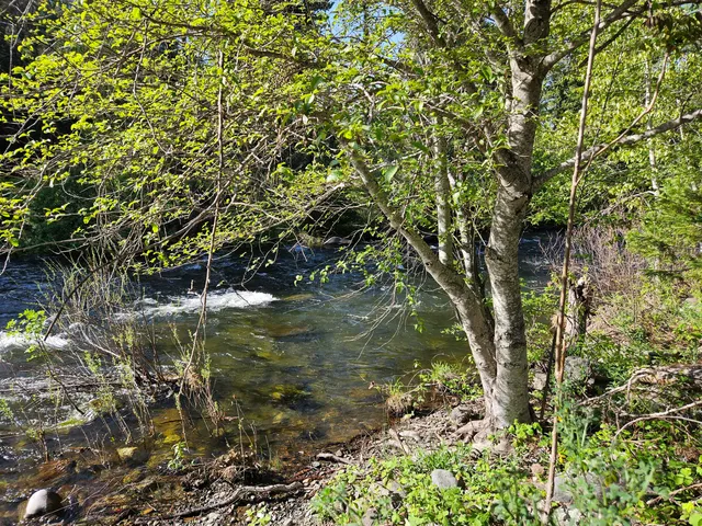 a view of a tree in a garden