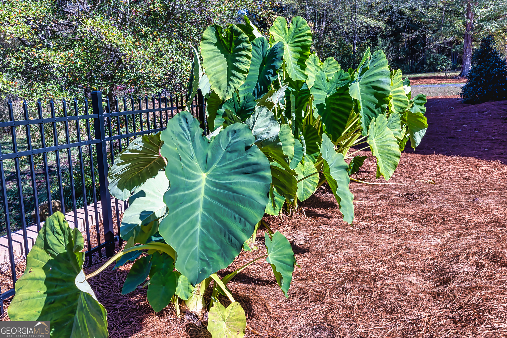 242 Kirkley Road Tyrone, GA 30290 - Photo 20 of 50 a picture of plants