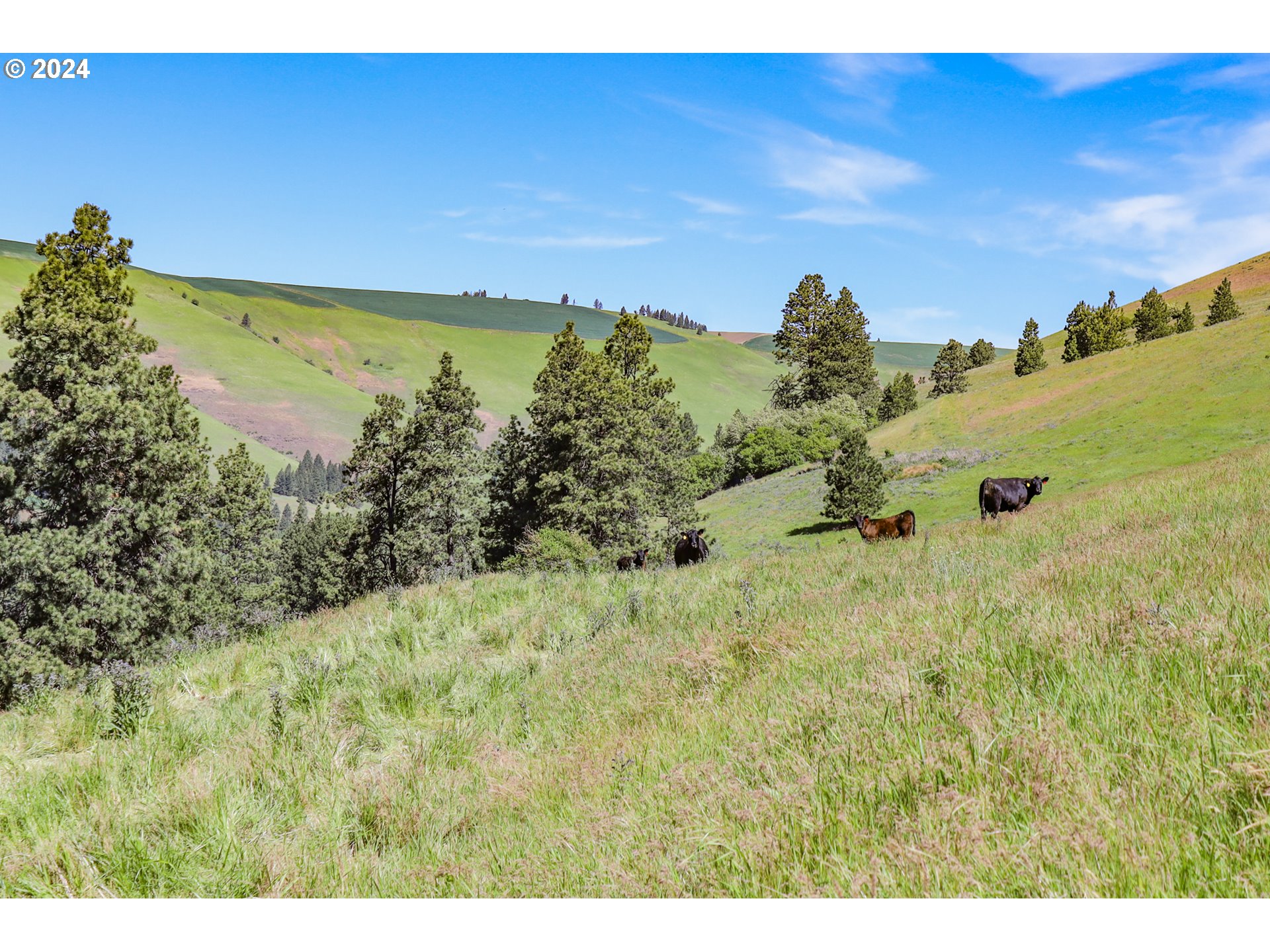 332 Wolf Fork Road Dayton, WA 99328 - Photo 4 of 27