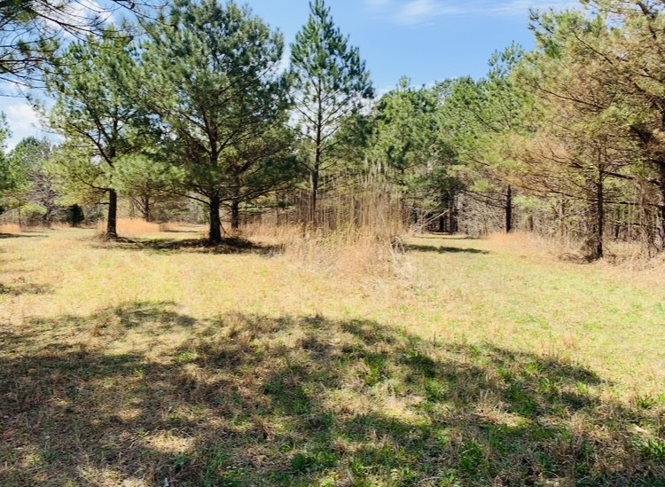 0 Little Texas Road Goodspring, TN 38460 - Photo 40 of 48