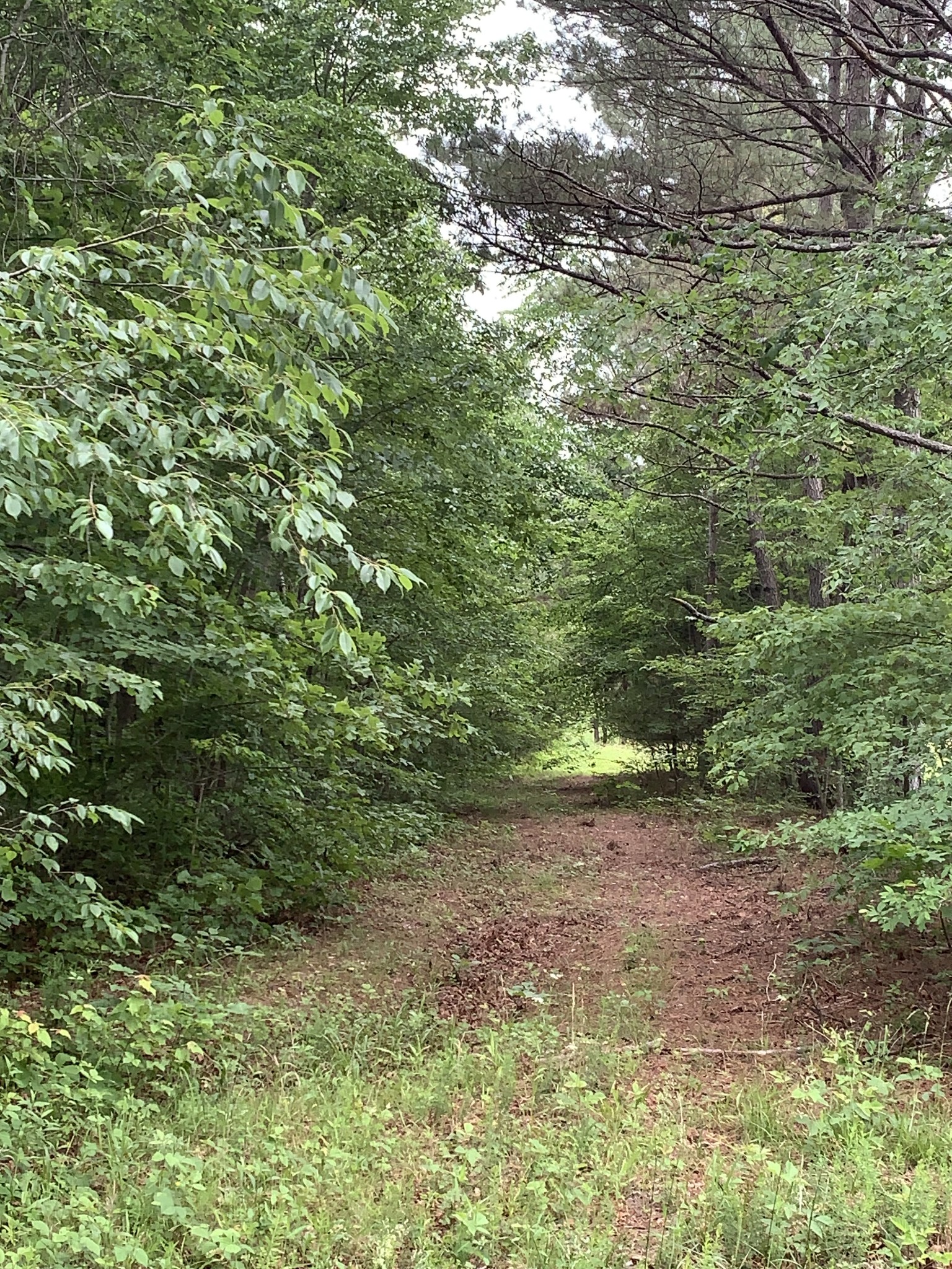 0 Little Texas Road Goodspring, TN 38460 - Photo 45 of 48