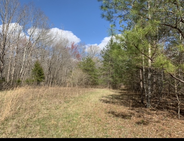 0 Little Texas Road Goodspring, TN 38460 - Photo 8 of 48
