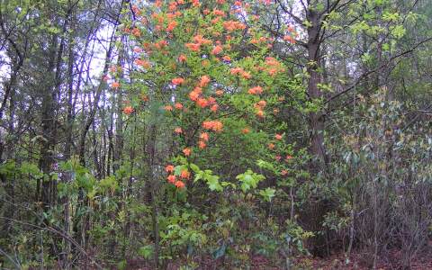 Lot 5 Twin Lakes Blue Ridge, GA 30513 - Photo 1 of 1 Main View