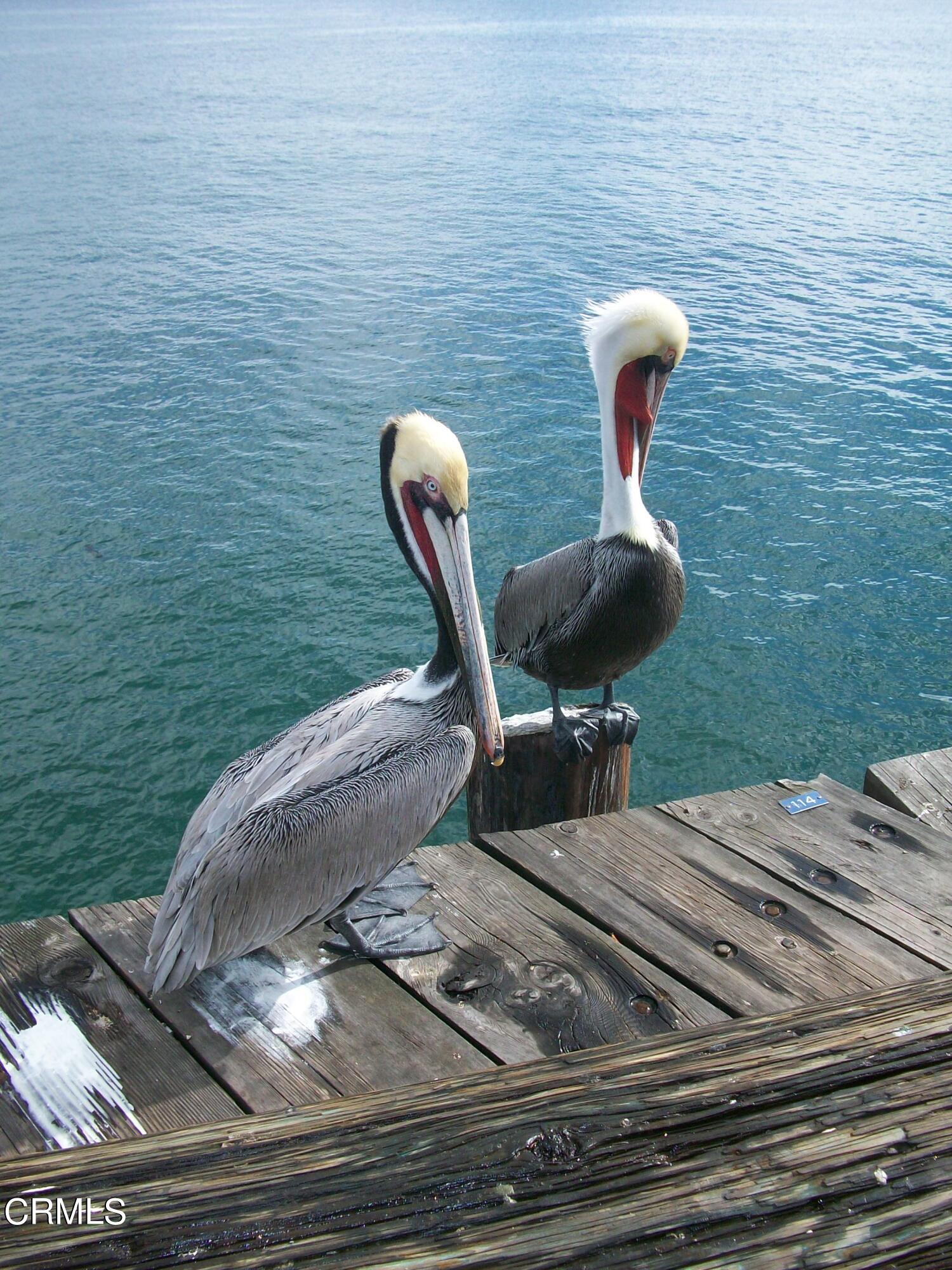 2901 Peninsula Road, Unit 351 Oxnard, CA 93035 - Photo 44 of 45 a view of a backyard with sitting area