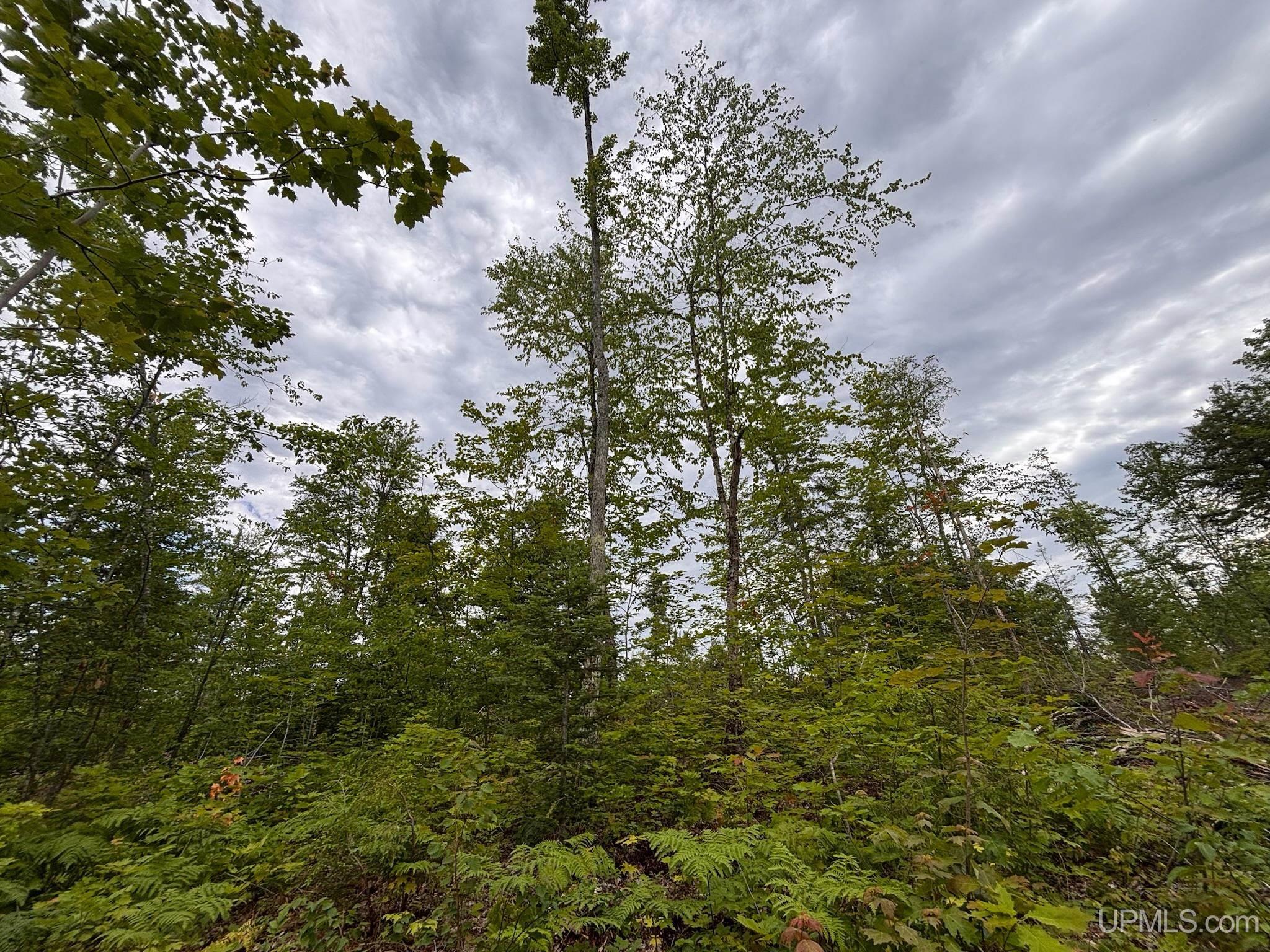 Tbd Pike Lake Road Toivola, MI 49965 - Photo 23 of 41 Gallery Image 23