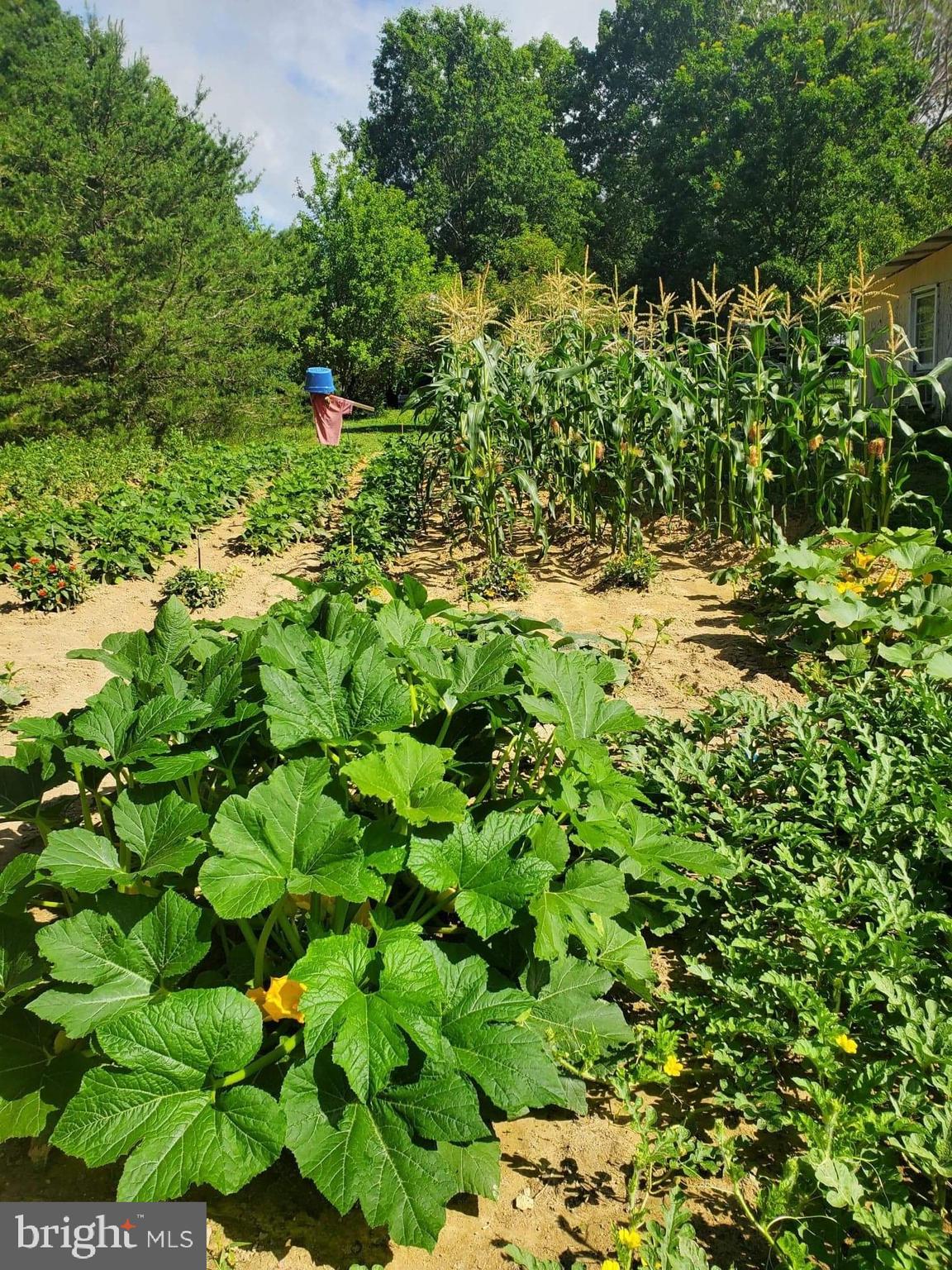 23889 Point Lookout Road Leonardtown, MD 20650 - Photo 9 of 20 Established garden behind the Barn (summer photo)