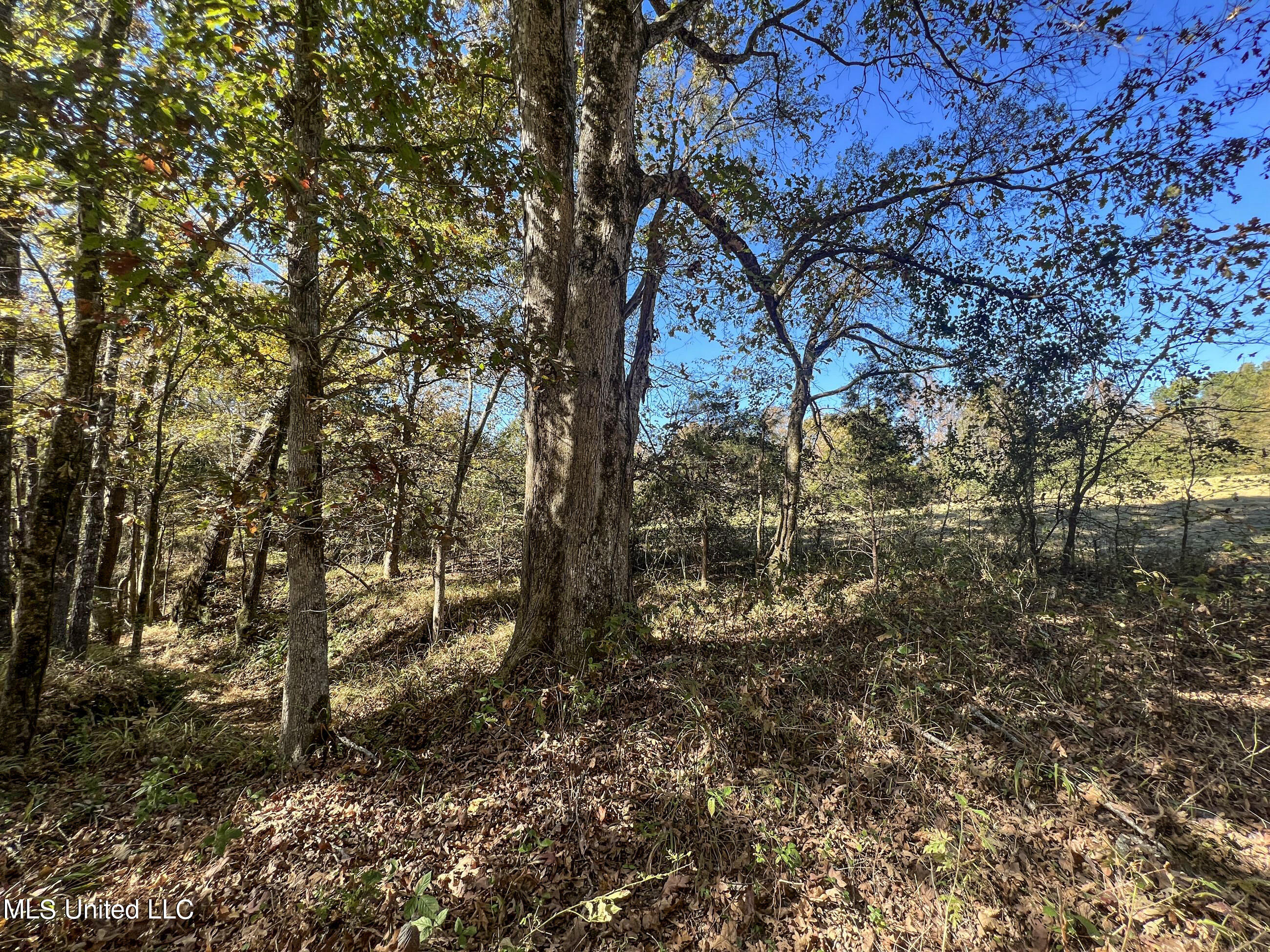 500 Westbrook Road Courtland, MS 38620 - Photo 87 of 156 cprk63