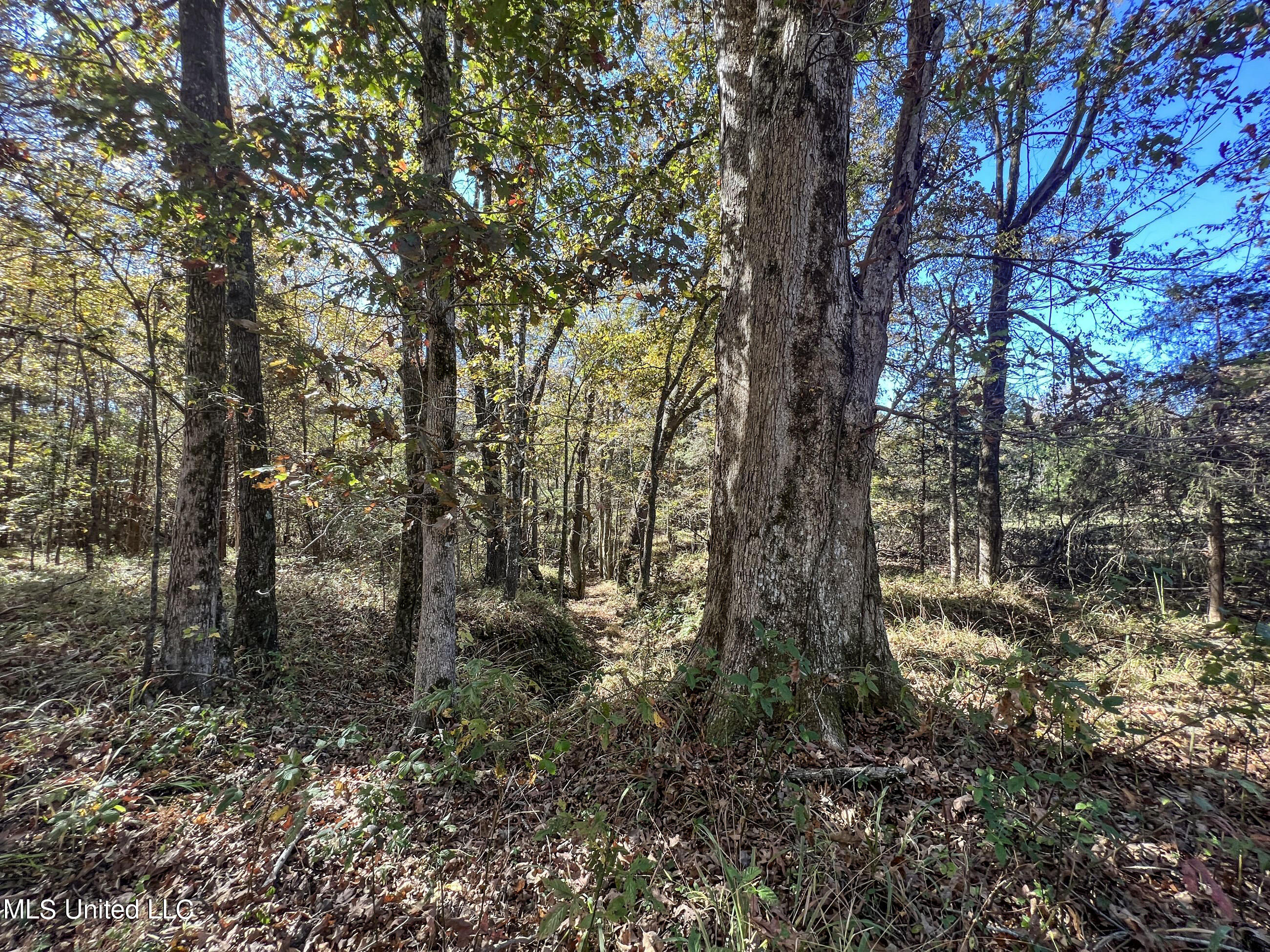 500 Westbrook Road Courtland, MS 38620 - Photo 88 of 156 cprk64
