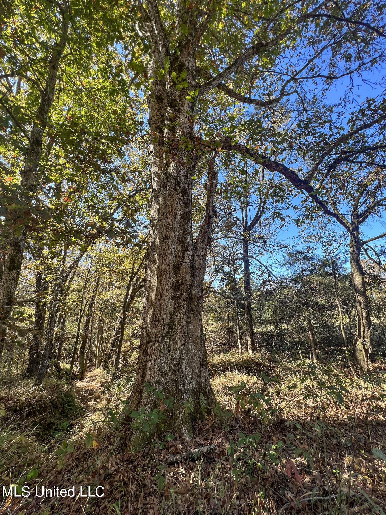 500 Westbrook Road Courtland, MS 38620 - Photo 89 of 156 cprk65