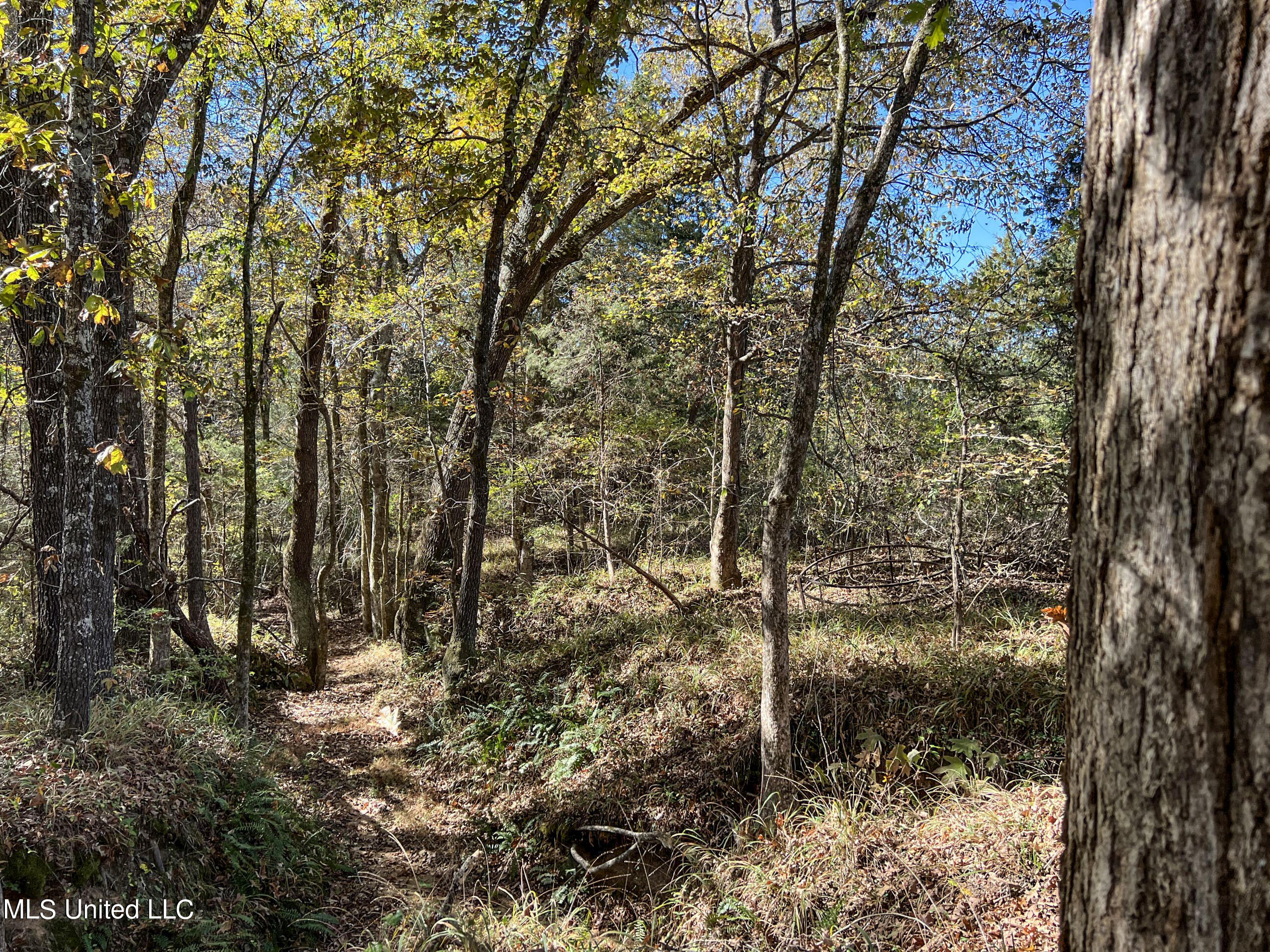 500 Westbrook Road Courtland, MS 38620 - Photo 91 of 156 cprk67