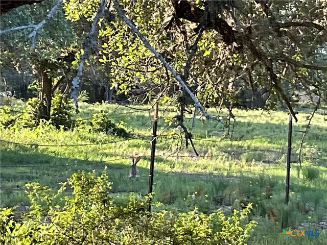 a view of a big yard with a large trees