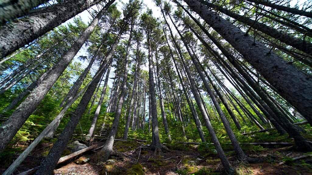 150 South Shore Road Linneus, ME 04730 - Photo 11 of 35 150-south-shore-rd-10