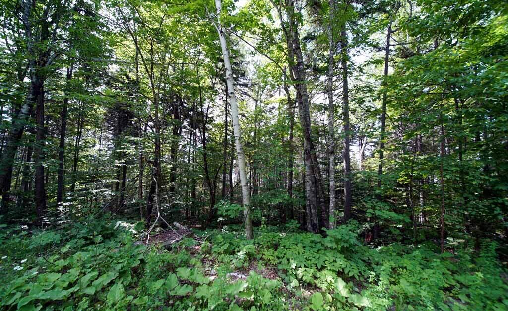150 South Shore Road Linneus, ME 04730 - Photo 14 of 35 150-south-shore-rd-land