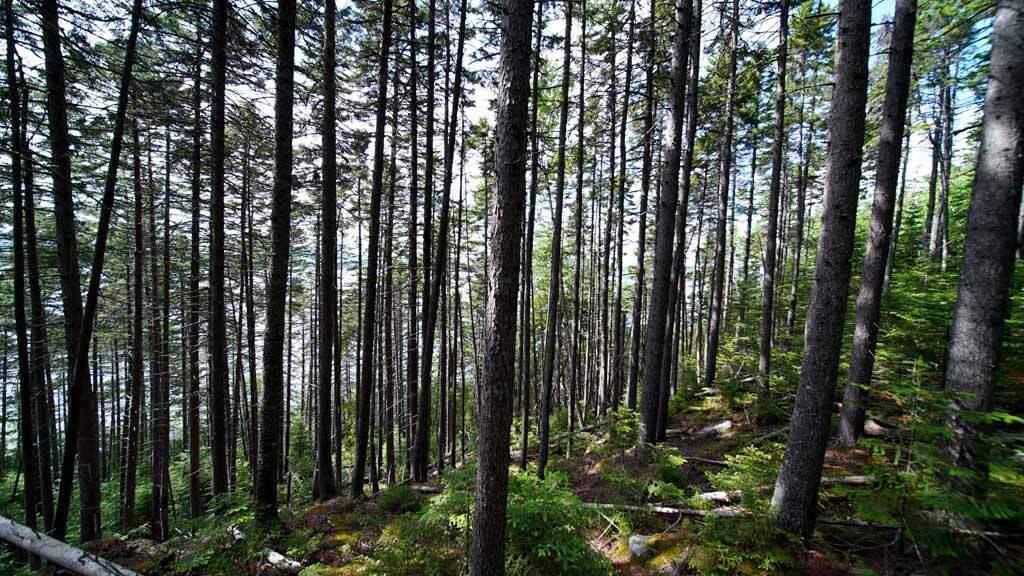 150 South Shore Road Linneus, ME 04730 - Photo 21 of 35 150-south-shore-rd-land-6