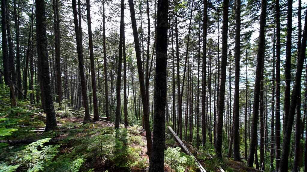 150 South Shore Road Linneus, ME 04730 - Photo 22 of 35 150-south-shore-rd-land-7
