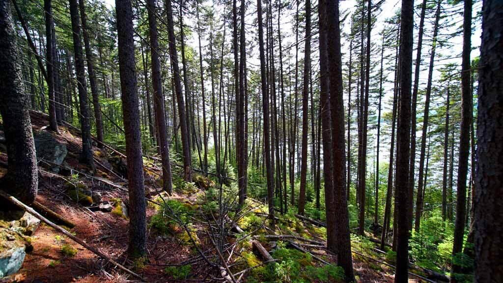 150 South Shore Road Linneus, ME 04730 - Photo 23 of 35 150-south-shore-rd-land-8