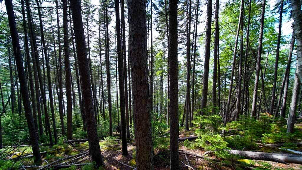 150 South Shore Road Linneus, ME 04730 - Photo 24 of 35 150-south-shore-rd-land-9