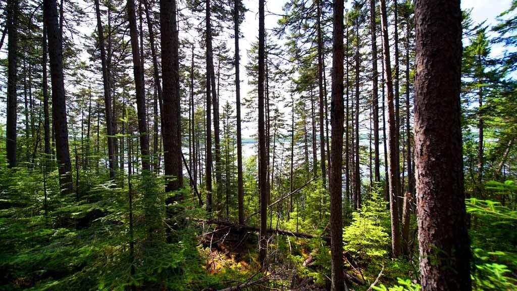 150 South Shore Road Linneus, ME 04730 - Photo 26 of 35 150-south-shore-rd-land-11