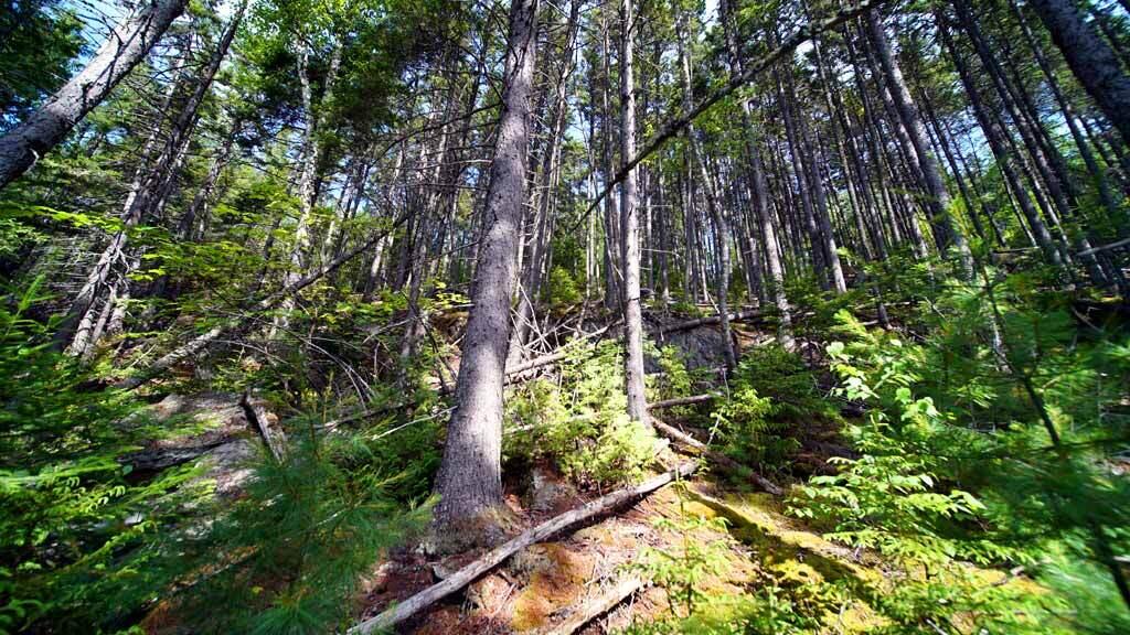 150 South Shore Road Linneus, ME 04730 - Photo 29 of 35 150-south-shore-rd-land-14