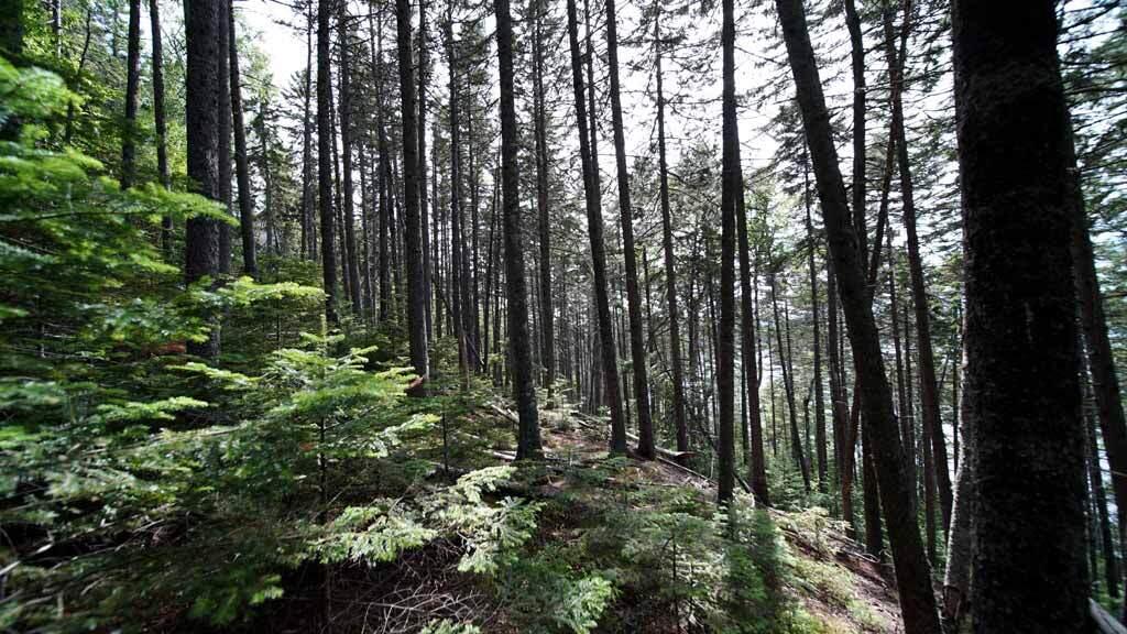 150 South Shore Road Linneus, ME 04730 - Photo 10 of 35 150-south-shore-rd-8
