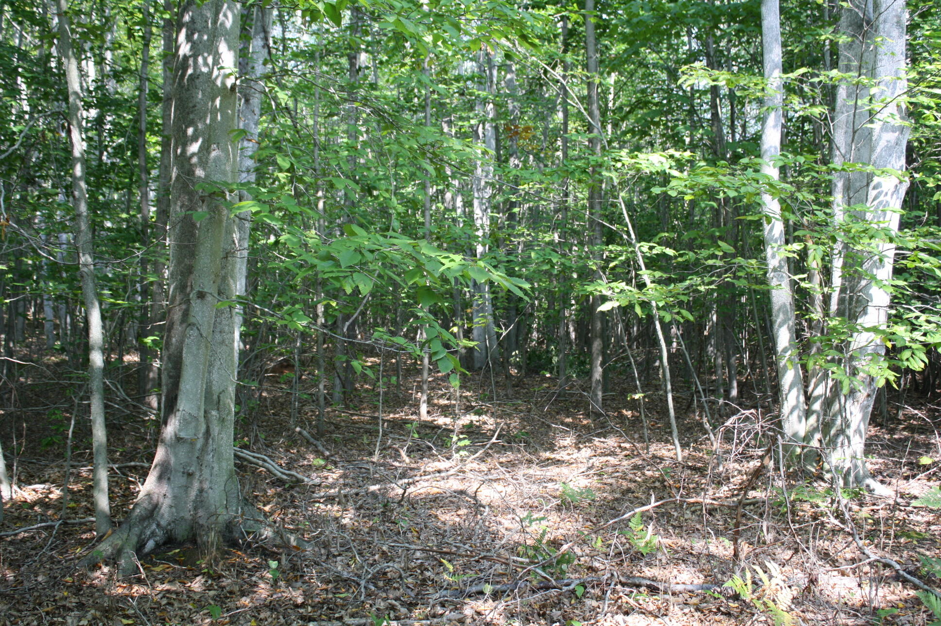 0 North Barlow Road Harrisville, MI 48740 - Photo 1 of 15 Gallery Image 1