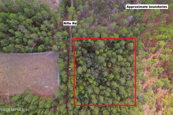 a view of a flower garden