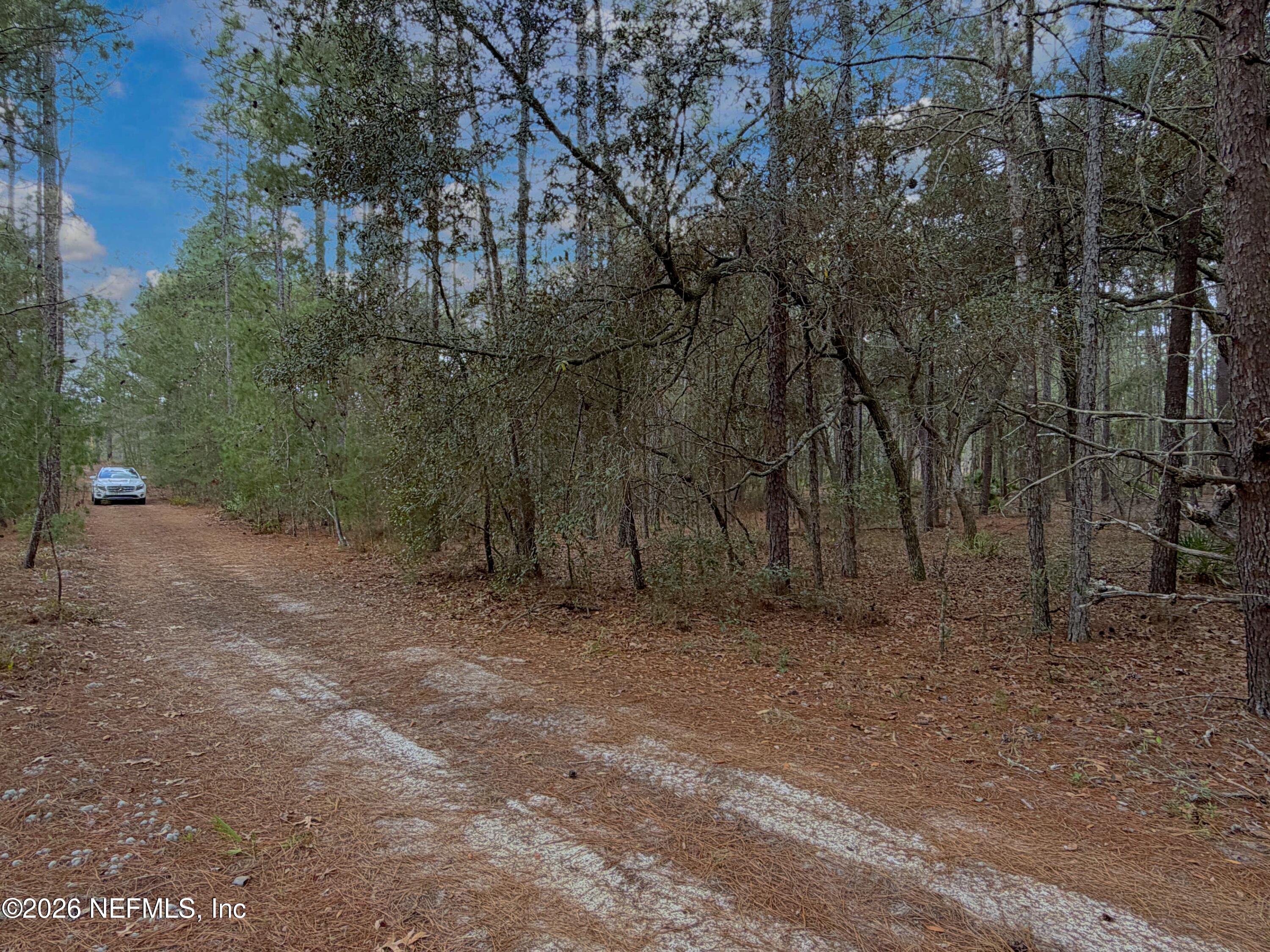215 Rifle Road Florahome, FL 32140 - Photo 5 of 13 a view of a forest with trees in the background