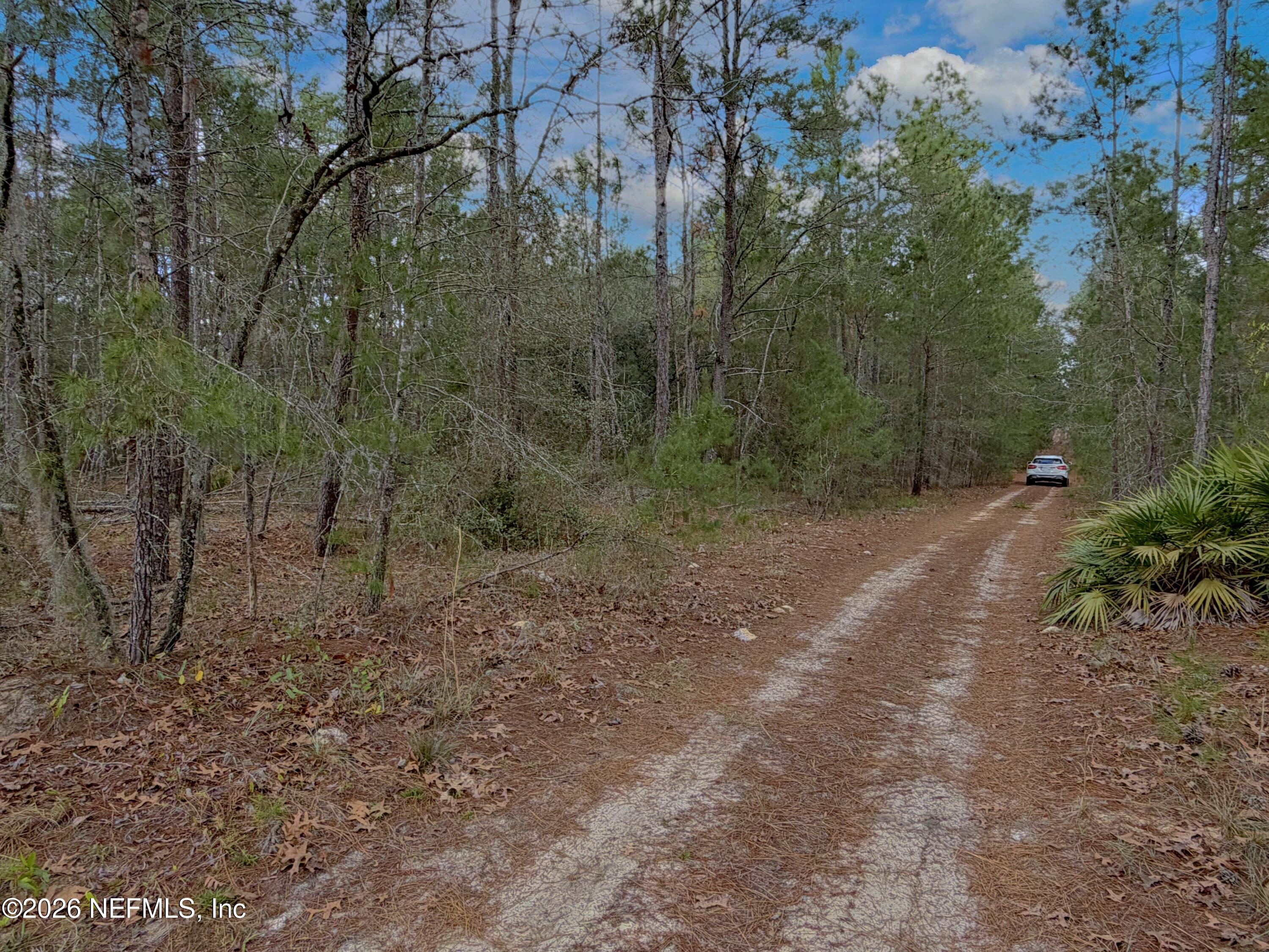 215 Rifle Road Florahome, FL 32140 - Photo 6 of 13 a view of a forest with trees in the background