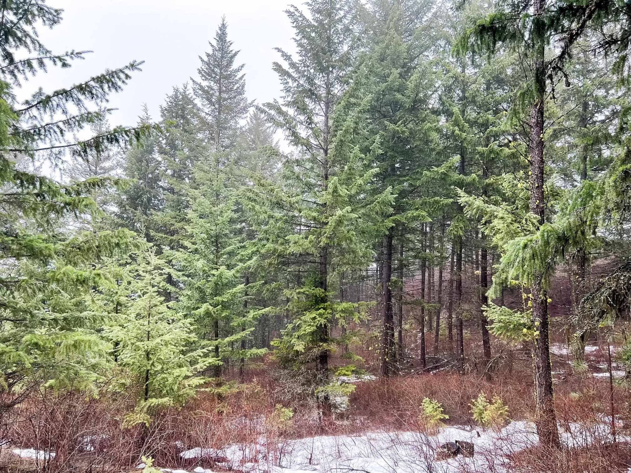 1274 F Mingo Mountain Road Kettle Falls, WA 99141 - Photo 18 of 21 Gallery Image 18