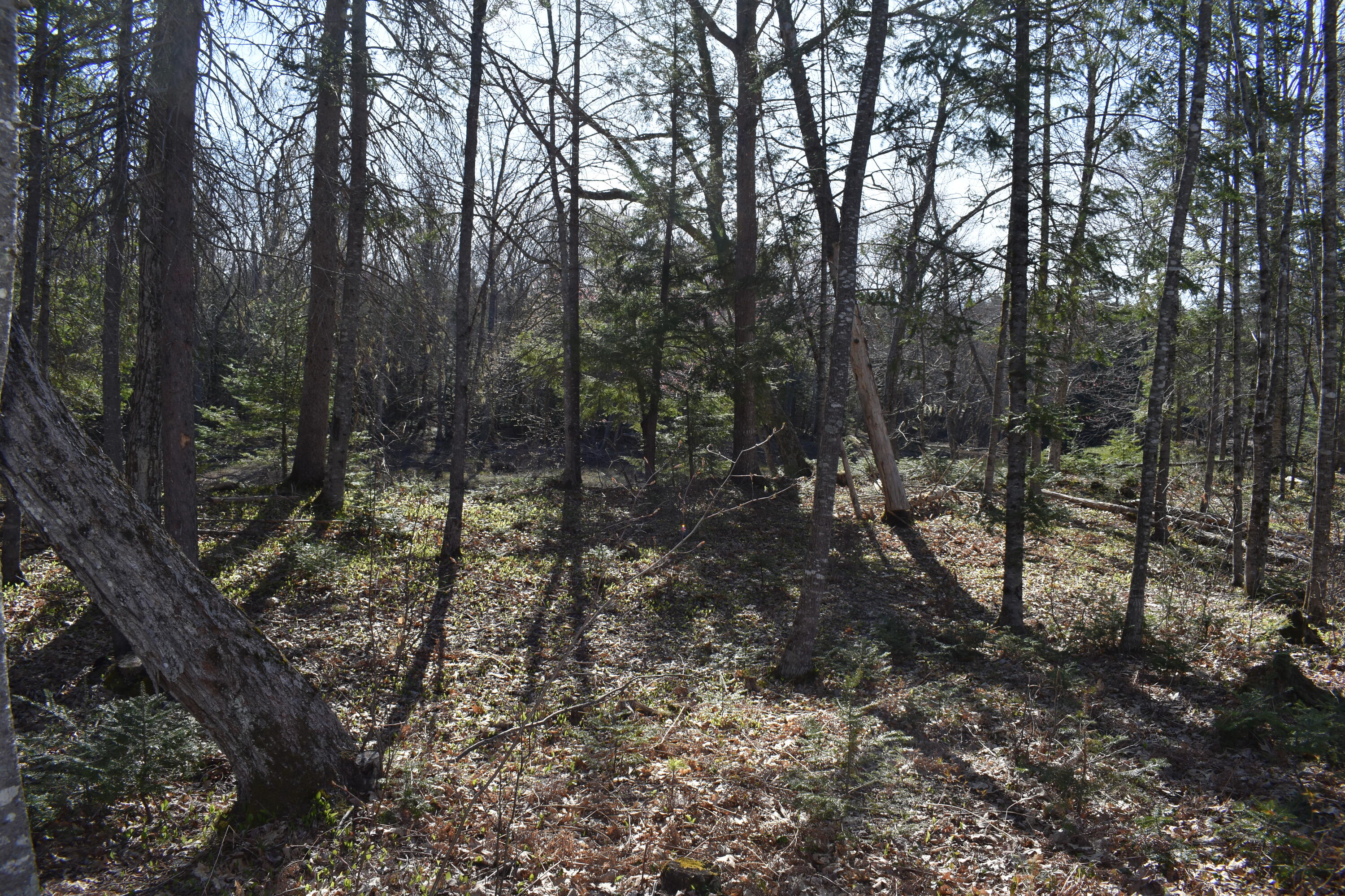15 Loop Road Lincoln, ME 04457 - Photo 51 of 51 DSC_0139