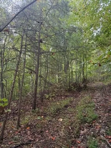 a view of a forest with trees in the background