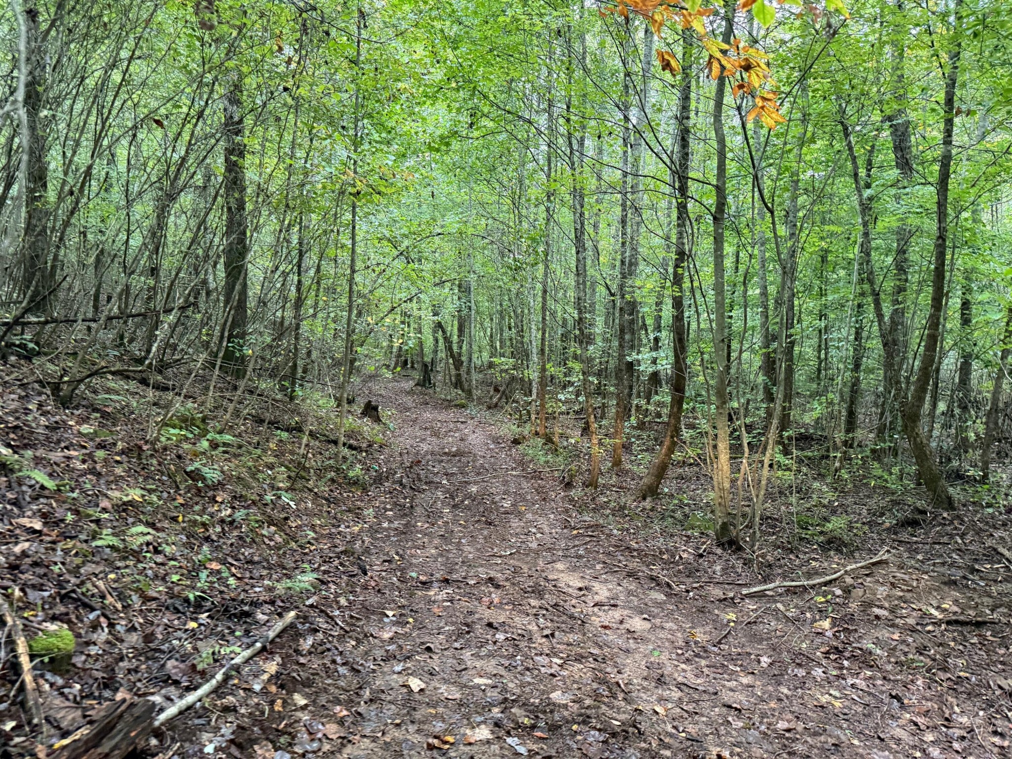 12 Sawmill Road Palmer, TN 37365 - Photo 13 of 16 a view of a forest with lots of trees