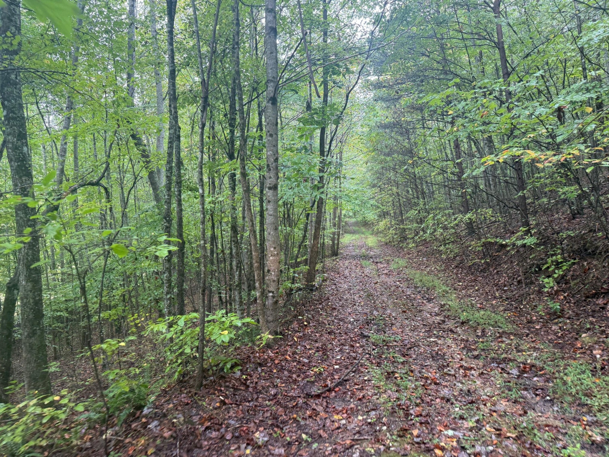 12 Sawmill Road Palmer, TN 37365 - Photo 2 of 16 a view of a yard with lots of trees