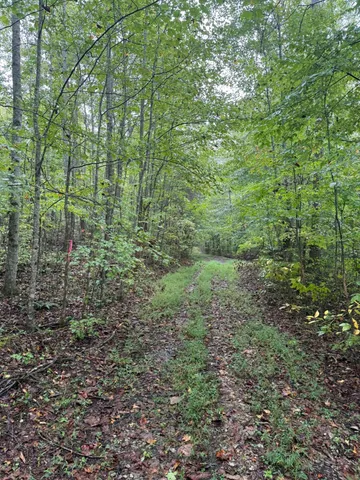 a view of a yard with a tree