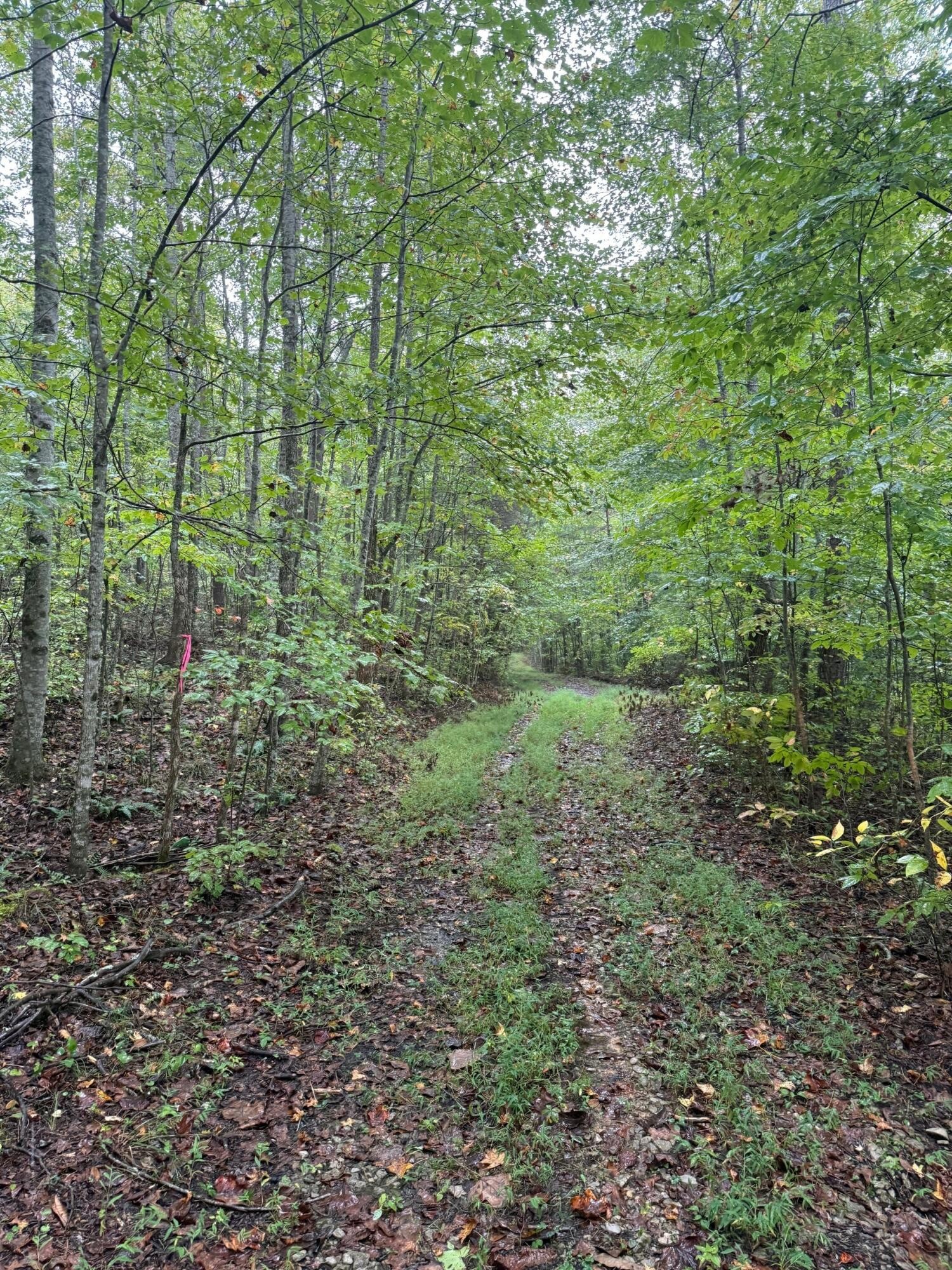 12 Sawmill Road Palmer, TN 37365 - Photo 4 of 16 a view of a yard with a tree