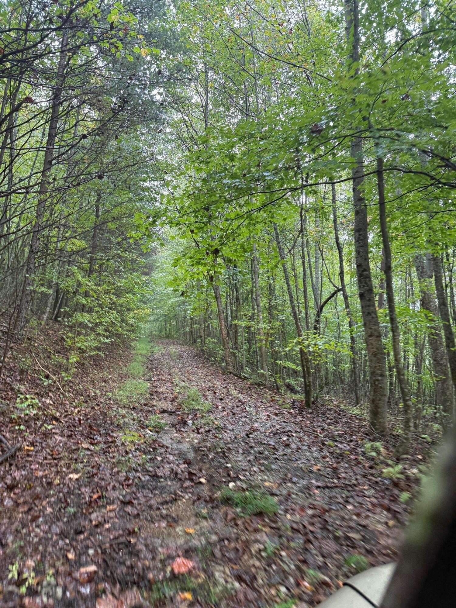 12 Sawmill Road Palmer, TN 37365 - Photo 5 of 16 a view of a forest with trees