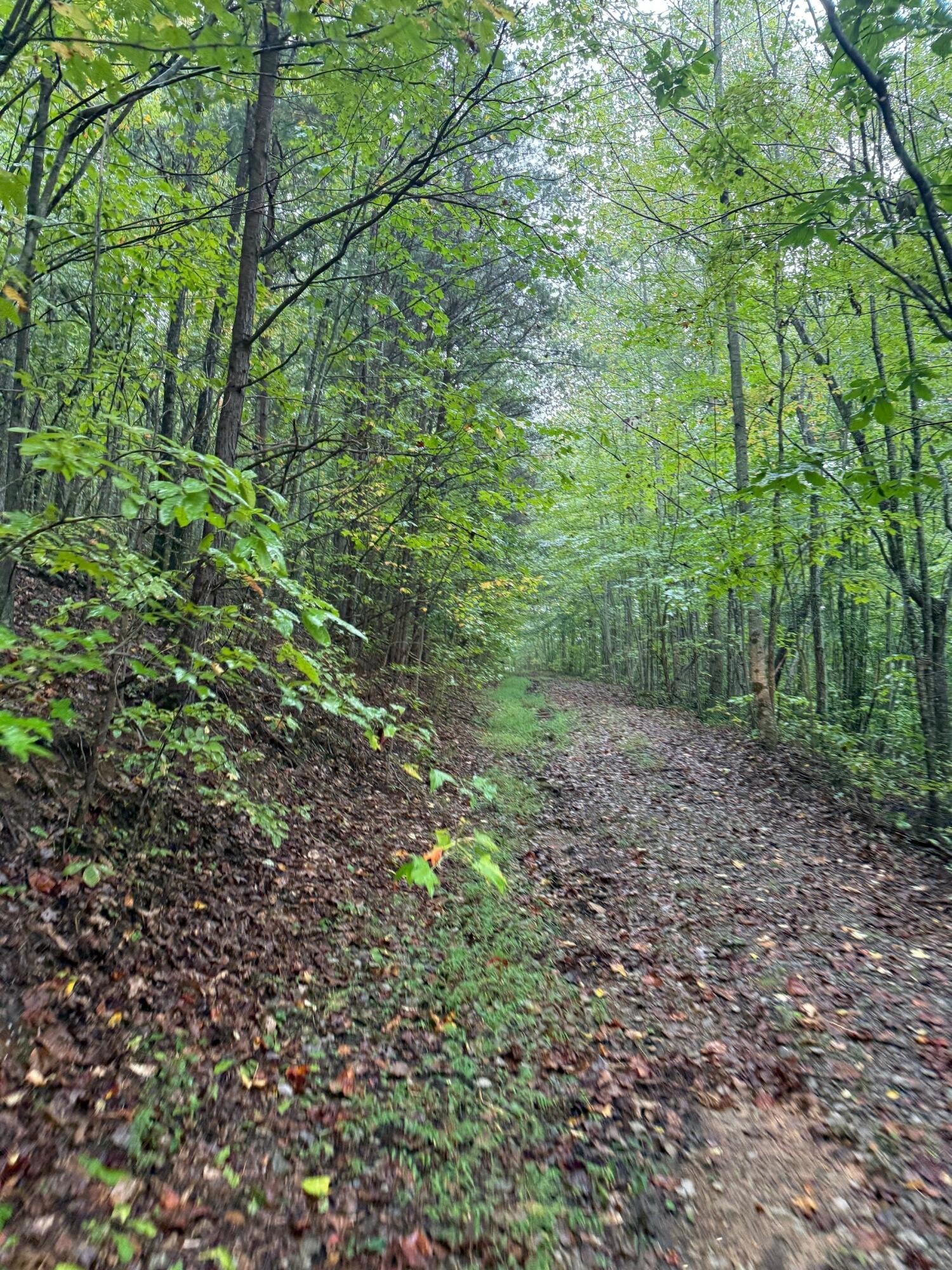 12 Sawmill Road Palmer, TN 37365 - Photo 6 of 16 a view of a forest with lots of trees