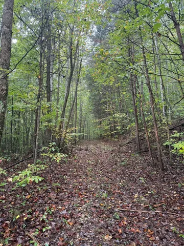 a view of a forest that has large trees