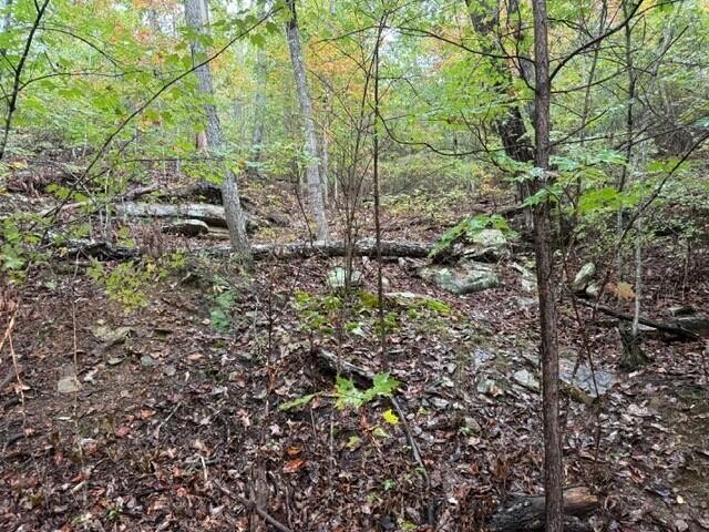 12 Sawmill Road Palmer, TN 37365 - Photo 9 of 16 a view of forest
