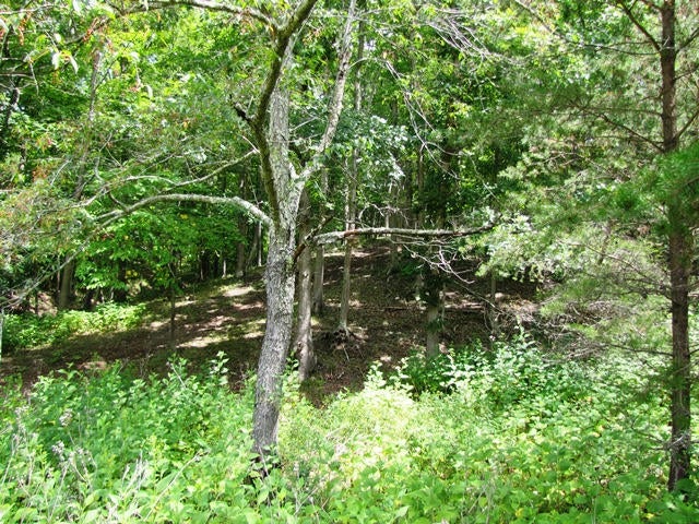Stinking Lick Creek Road Ballard, WV 24918 - Photo 13 of 16 Gallery Image 13