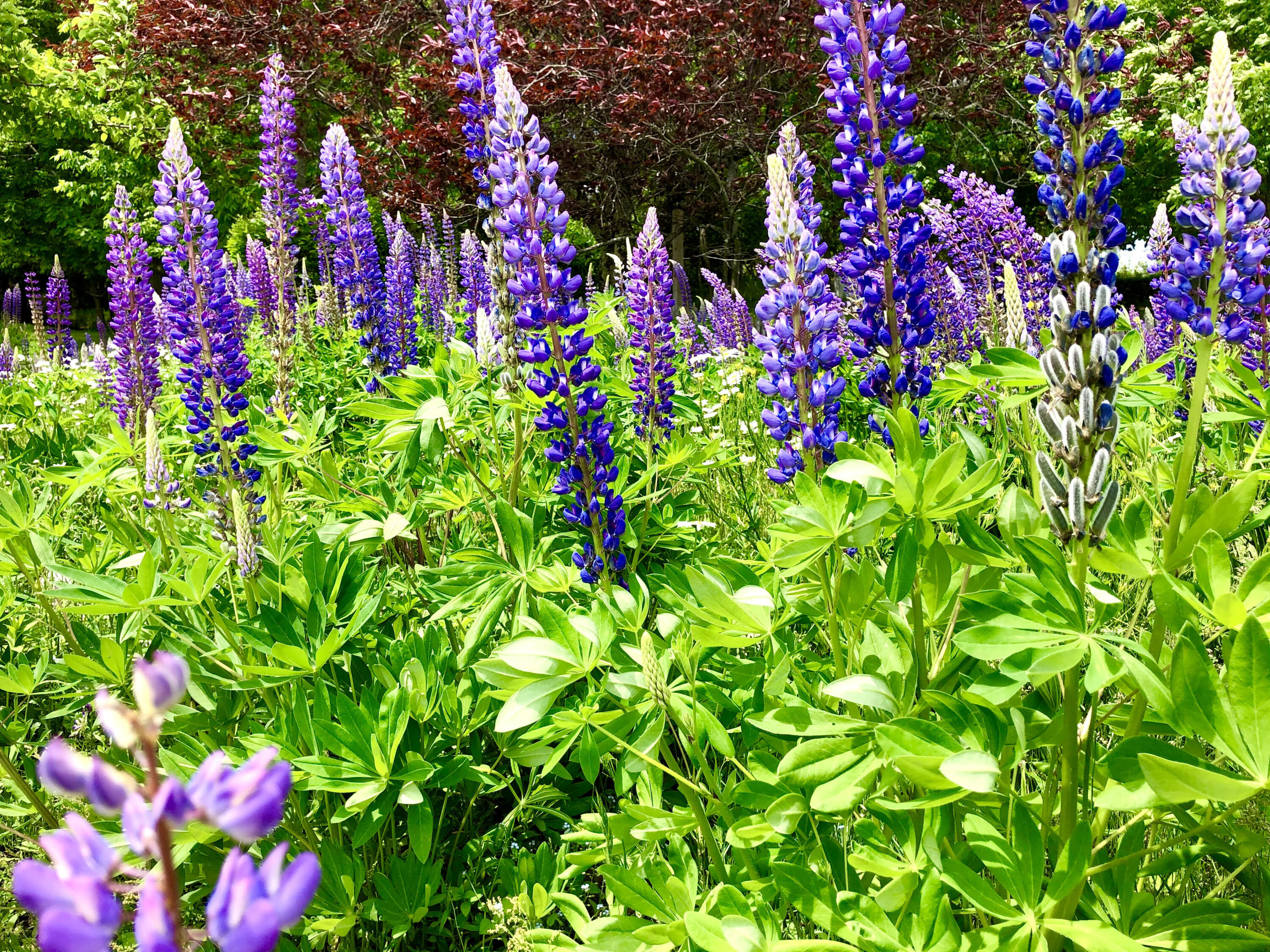 101 Hall Quarry Road Mount Desert, ME 04660 - Photo 45 of 58 Lupine field
