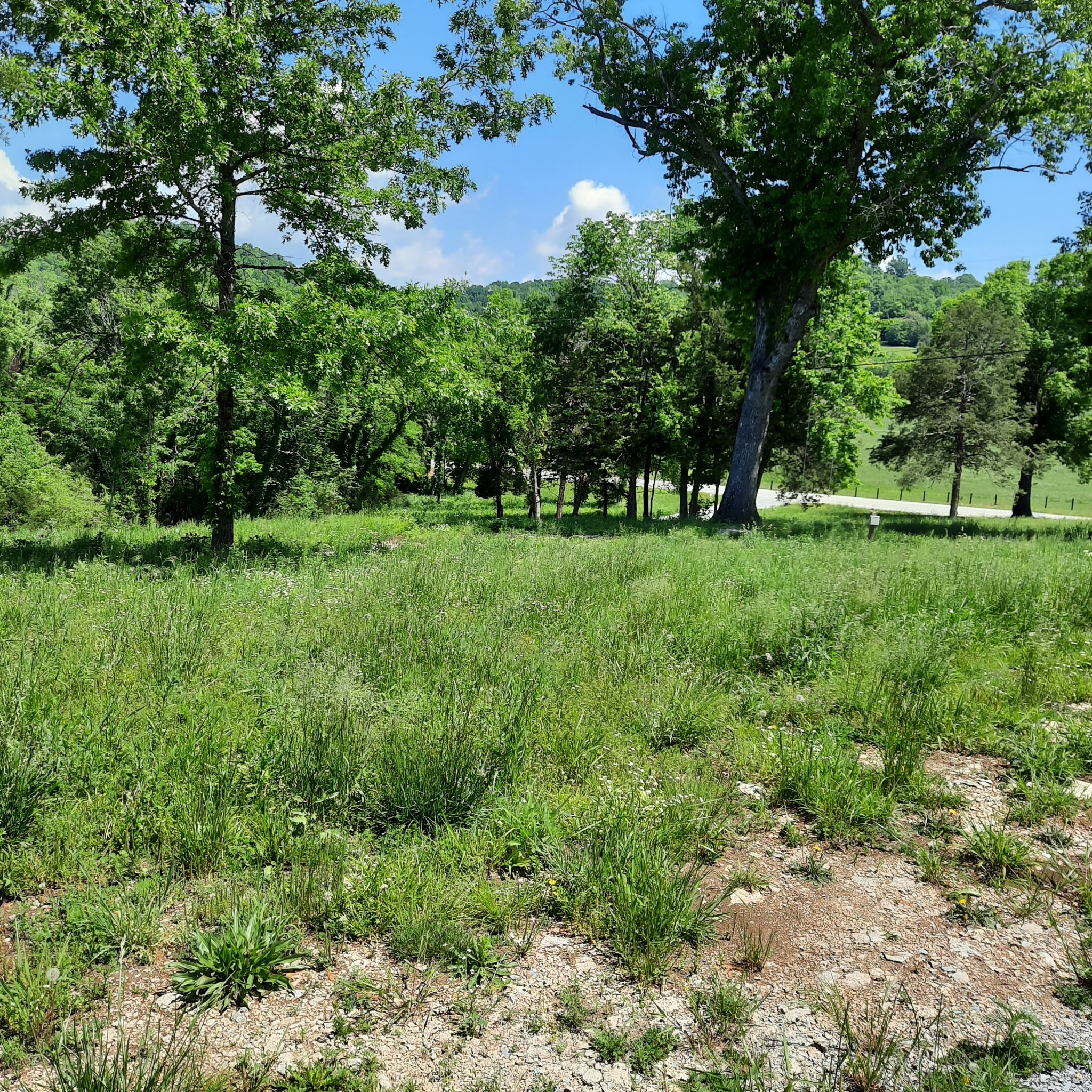 565 Old Railroad Bed Road Fayetteville, TN 37334 - Photo 11 of 11 a view of a big yard with large trees