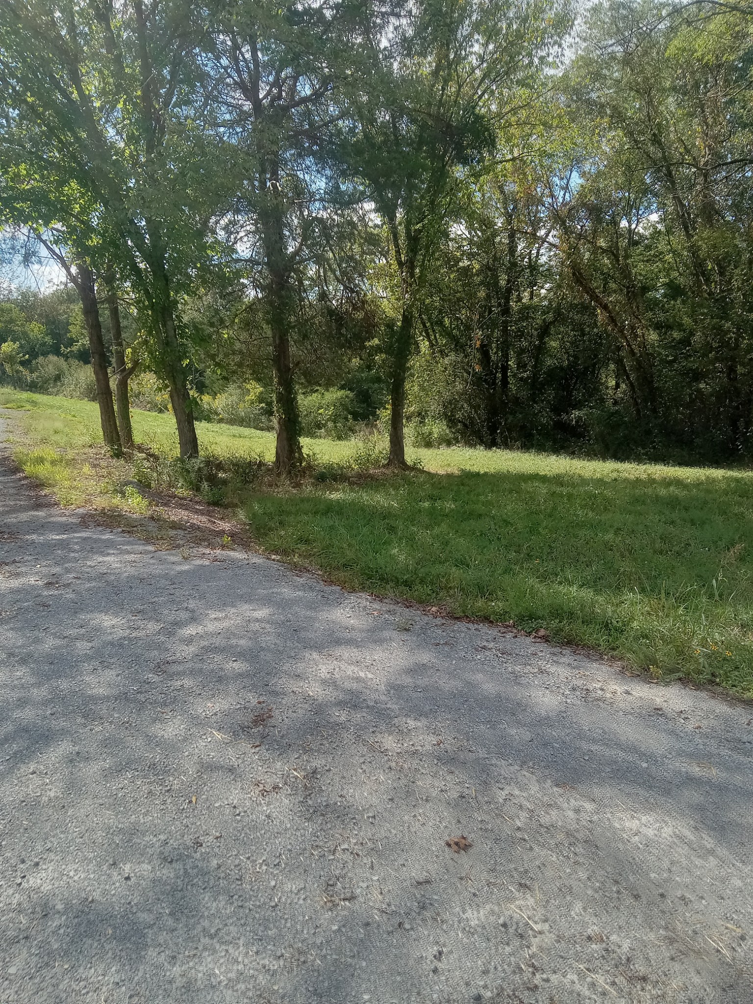 565 Old Railroad Bed Road Fayetteville, TN 37334 - Photo 7 of 11 a view of a yard with trees