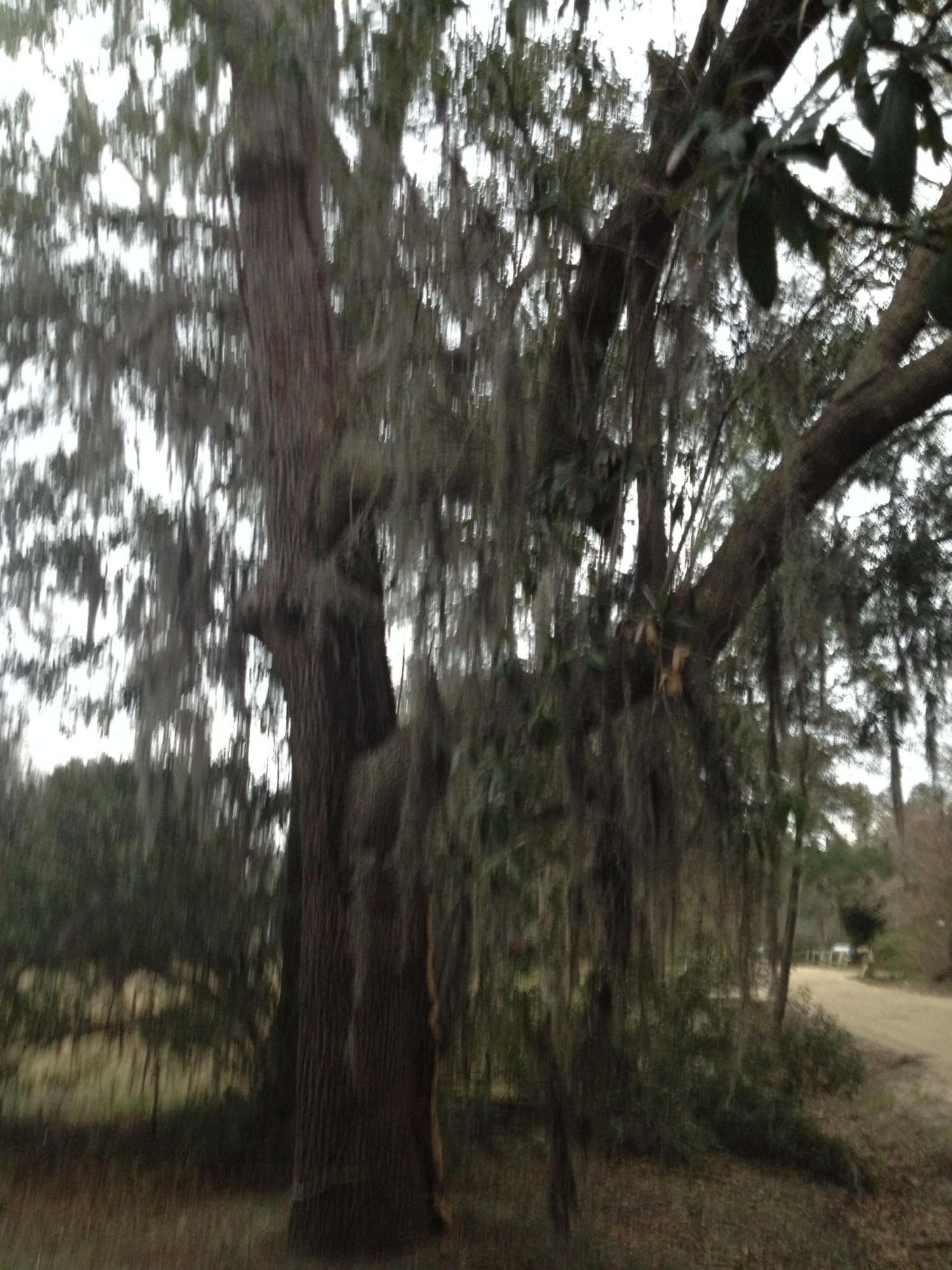 0 Dawson Road Charleston, SC 29412 - Photo 11 of 16 IMG_3533