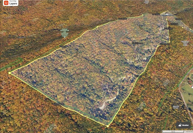 a view of a yard with plants