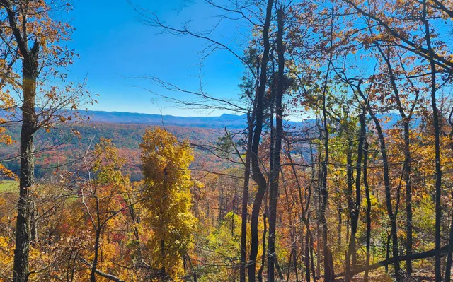 a view of a yard of the tree