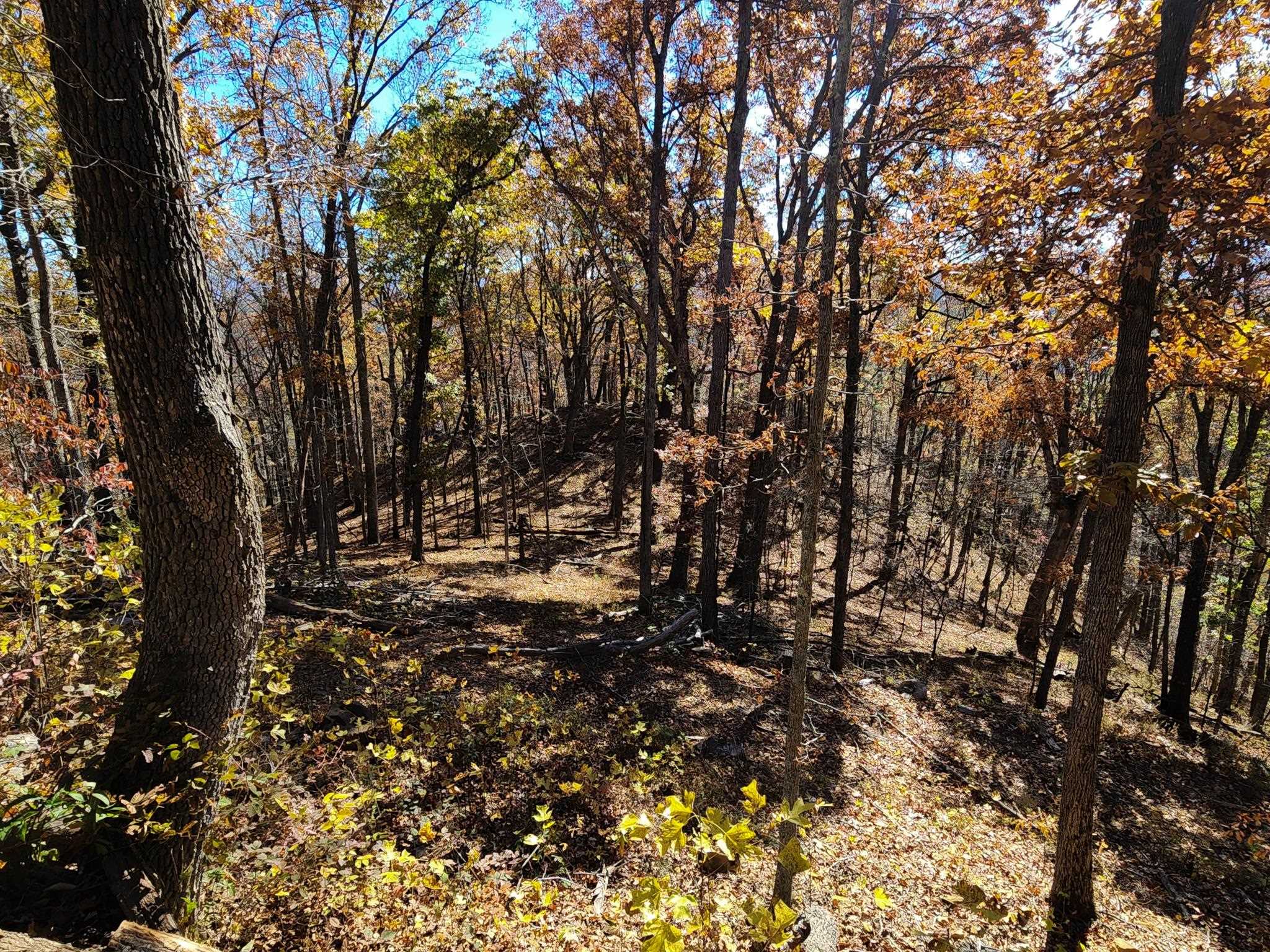 0 Big River Road Goshen, VA 24439 - Photo 10 of 14 a view of a forest