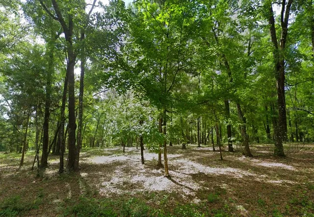 a big yard with lots of green space and trees